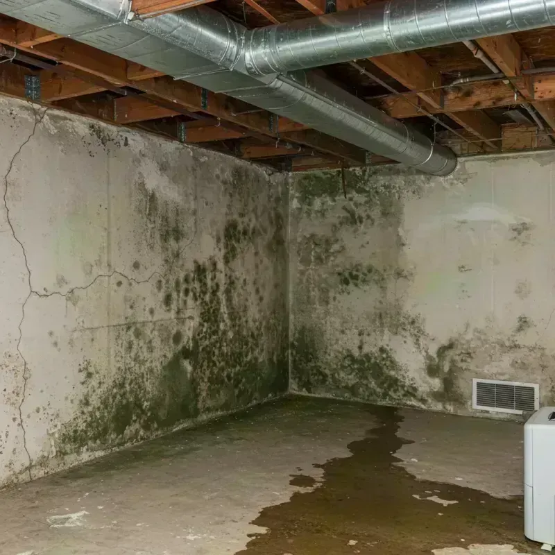 Professional Mold Removal in Prospect Heights, IL